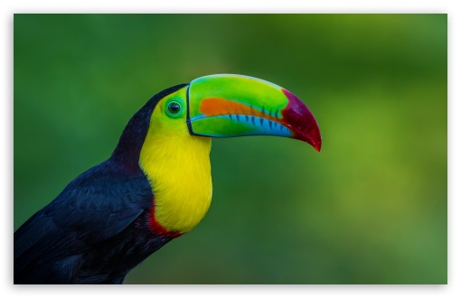 Keel-billed Toucan Bird UltraHD Wallpaper for UHD 16:9 ; HD 16:9 ; UltraWide 21:9 24:10 32:9 32:10 ; Widescreen 16:10 5:3 ; Fullscreen 4:3 5:4 3:2 ; Tablet 1:1 ; Dual 16:10 5:3 16:9 4:3 5:4 3:2 ;