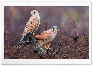 Kestrels Perched on a Weathered Branch 4K UHD Wallpaper for Widescreen and UltraWide Desktop, UltraHD TV, Smartphone, Tablet