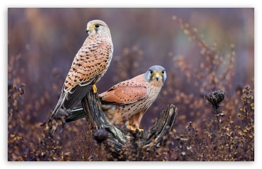 Kestrels Perched on a Weathered Branch UltraHD Wallpaper for UHD 16:9 ; HD 16:9 ; UltraWide 21:9 24:10 ; Widescreen 16:10 ; Fullscreen 3:2 ; Tablet 1:1 ; Mobile 9:16 9:19.5 9:20 9:21 9:22 ;
