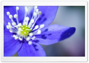 Kidneywort Ultra HD Wallpaper for 4K UHD Widescreen desktop, tablet & smartphone