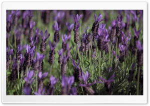 Kind of Lavender Ultra HD Wallpaper for 4K UHD Widescreen desktop, tablet & smartphone