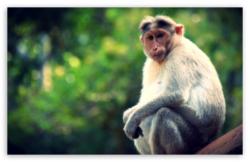 Monkey» 1080P, 2k, 4k Full HD Wallpapers, Backgrounds Free Download |  Wallpaper Crafter » Page 5
