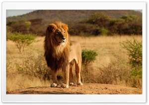 King Of The Jungle Ultra HD Wallpaper for 4K UHD Widescreen desktop, tablet & smartphone