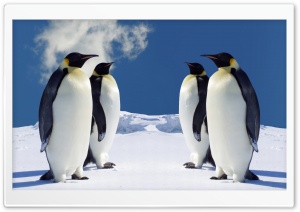 King Penguins Having A Meeting Ultra HD Wallpaper for 4K UHD Widescreen desktop, tablet & smartphone