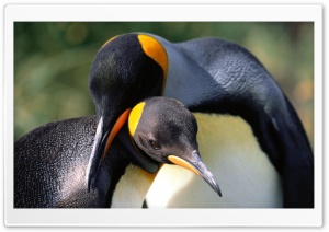 King Penguins Love Ultra HD Wallpaper for 4K UHD Widescreen desktop, tablet & smartphone