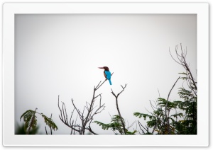 Kingfisher 4K UHD Wallpaper for Widescreen and UltraWide Desktop, UltraHD TV, Smartphone, Tablet