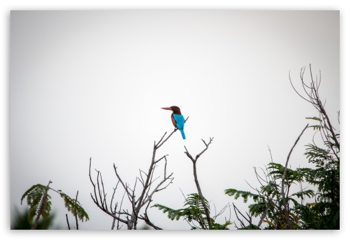 Kingfisher UltraHD Wallpaper for Fullscreen 3:2 ;