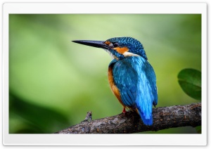Kingfisher Ultra HD Wallpaper for 4K UHD Widescreen desktop, tablet & smartphone