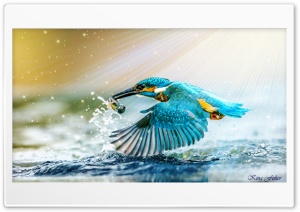 kingfisher Ultra HD Wallpaper for 4K UHD Widescreen desktop, tablet & smartphone