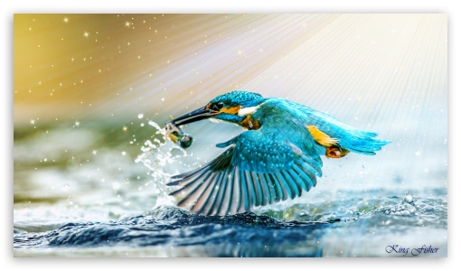 kingfisher UltraHD Wallpaper for HD 16:9 ;