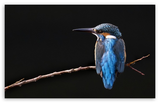 Kingfisher Bird Perched on a Branch UltraHD Wallpaper for UHD 16:9 ; HD 16:9 ; UltraWide 21:9 24:10 ; Widescreen 16:10 5:3 ; Fullscreen 4:3 5:4 3:2 ; Tablet 1:1 ; Mobile 9:16 10:16 2:3 3:5 3:4 ;