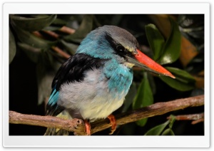 Kingfisher Close Look Ultra HD Wallpaper for 4K UHD Widescreen desktop, tablet & smartphone
