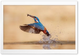 Kingfisher Hunting Emerging from the Lake with a Fish 4K UHD Wallpaper for Widescreen and UltraWide Desktop, UltraHD TV, Smartphone, Tablet