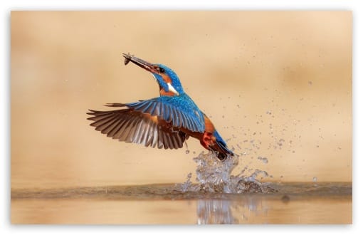 Kingfisher Hunting Emerging from the Lake with a Fish UltraHD Wallpaper for UHD 16:9 ; HD 16:9 ; UltraWide 21:9 24:10 32:9 32:10 ; Widescreen 16:10 ; Tablet 1:1 ; Mobile 9:16 ; Dual 16:10 16:9 ;