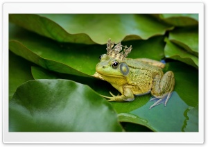 Kiss The Frog Prince Ultra HD Wallpaper for 4K UHD Widescreen desktop, tablet & smartphone
