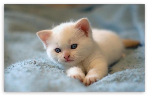 Kitten UltraHD Wallpaper for Widescreen 16:10 ;