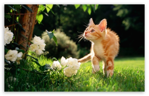 Kitten UltraHD Wallpaper for Wide 16:10 Widescreen WHXGA WQXGA WUXGA WXGA ;