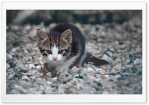 Kitten Ultra HD Wallpaper for 4K UHD Widescreen desktop, tablet & smartphone