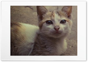 Kitten 4K UHD Wallpaper for Widescreen and UltraWide Desktop, UltraHD TV, Smartphone, Tablet