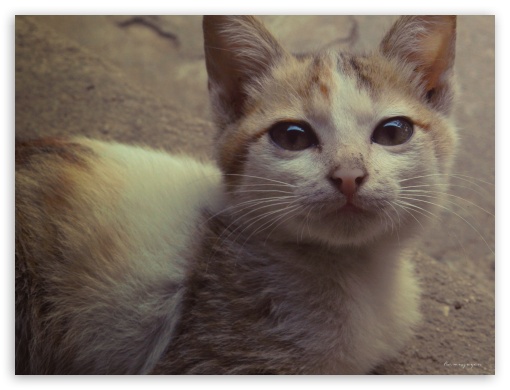 Kitten UltraHD Wallpaper for Fullscreen 4:3 ;