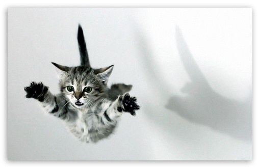 Kitten UltraHD Wallpaper for Widescreen 16:10 ;