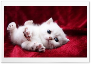 Kitten Begging Cutely Ultra HD Wallpaper for 4K UHD Widescreen desktop, tablet & smartphone