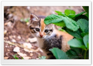Kitten Behind Leafs Ultra HD Wallpaper for 4K UHD Widescreen desktop, tablet & smartphone