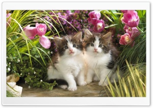 Kitten Cat In Backyard Scene Ultra HD Wallpaper for 4K UHD Widescreen desktop, tablet & smartphone