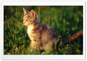 Kitten In Grass Ultra HD Wallpaper for 4K UHD Widescreen desktop, tablet & smartphone