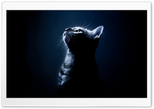 Kitten In The Dark Ultra HD Wallpaper for 4K UHD Widescreen desktop, tablet & smartphone