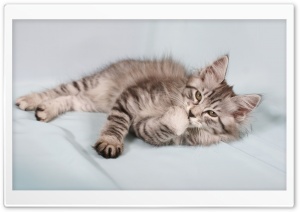 Kitten Licking Its Paw Ultra HD Wallpaper for 4K UHD Widescreen desktop, tablet & smartphone