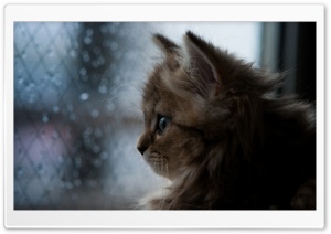 Kitten Looking Out Window Ultra HD Wallpaper for 4K UHD Widescreen desktop, tablet & smartphone