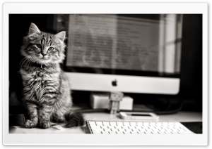 Kitten Mac Apple Ultra HD Wallpaper for 4K UHD Widescreen Desktop, Lockscreen, Screensaver, TV, Tablet, Smartphone