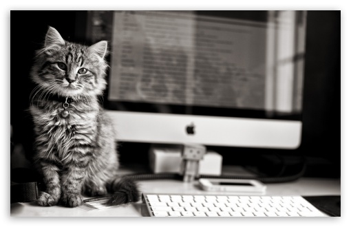 Kitten Mac Apple UltraHD Wallpaper for HD 16:9 ; Widescreen 16:10 5:3 ; Fullscreen 4:3 5:4 3:2 ; Tablet 1:1 ; Mobile 3:5 3:4 ;