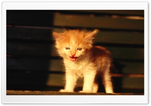 Kitten On A Bench Ultra HD Wallpaper for 4K UHD Widescreen desktop, tablet & smartphone