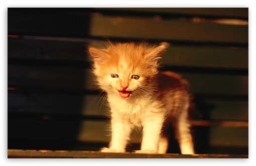 Kitten On A Bench UltraHD Wallpaper for Wide 16:10 5:3 Widescreen WHXGA WQXGA WUXGA WXGA WGA ; 8K UHD TV 16:9 Ultra High Definition 2160p 1440p 1080p 900p 720p ; UHD 16:9 2160p 1440p 1080p 900p 720p ; Standard 4:3 5:4 3:2 Fullscreen UXGA XGA SVGA QSXGA SXGA DVGA HVGA HQVGA ( Apple PowerBook G4 iPhone 4 3G 3GS iPod Touch ) ; Tablet 1:1 ; iPad 1/2/Mini ; Mobile 4:3 5:3 3:2 16:9 5:4 - UXGA XGA SVGA WGA DVGA HVGA HQVGA ( Apple PowerBook G4 iPhone 4 3G 3GS iPod Touch ) 2160p 1440p 1080p 900p 720p QSXGA SXGA ;