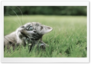Kitten On The Grass Ultra HD Wallpaper for 4K UHD Widescreen desktop, tablet & smartphone