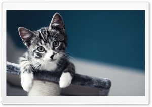 Kitten Please Ultra HD Wallpaper for 4K UHD Widescreen desktop, tablet & smartphone