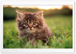 Kitten Portrait Ultra HD Wallpaper for 4K UHD Widescreen desktop, tablet & smartphone