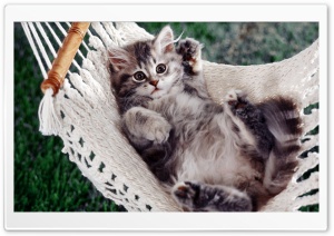 Kitten Sitting In A Hammock Ultra HD Wallpaper for 4K UHD Widescreen desktop, tablet & smartphone