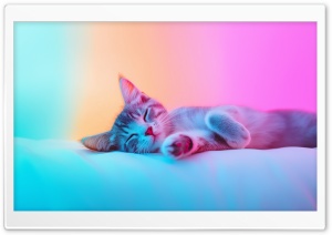 Kitten Sleeping Ultra HD Wallpaper for 4K UHD Widescreen Desktop, Lockscreen, Screensaver, TV, Tablet, Smartphone