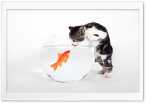 Kitten vs. Fish Ultra HD Wallpaper for 4K UHD Widescreen desktop, tablet & smartphone