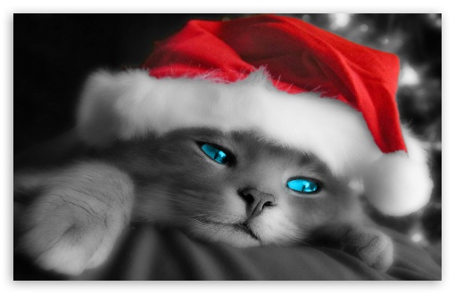 Kitten waits for Christmas UltraHD Wallpaper for Widescreen 16:10 ;