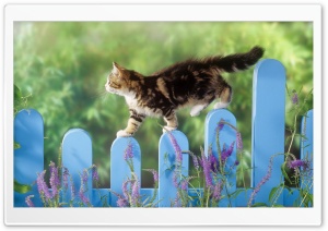 Kitten Walking On A Fence Ultra HD Wallpaper for 4K UHD Widescreen desktop, tablet & smartphone