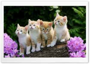 Kittens Ultra HD Wallpaper for 4K UHD Widescreen desktop, tablet & smartphone