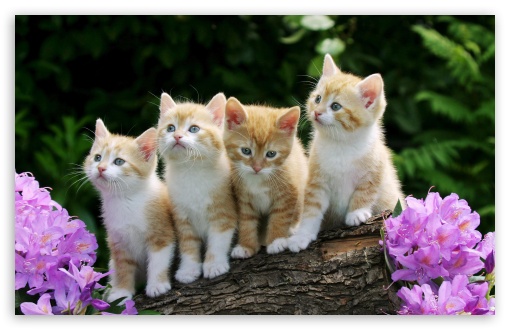 [Image: kittens-t2.jpg]