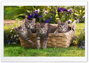 Kittens In Basket Ultra HD Wallpaper for 4K UHD Widescreen desktop, tablet & smartphone