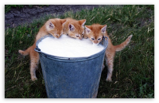 Kittens, milk UltraHD Wallpaper for Widescreen 16:10 ;