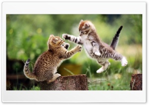 Kittens Play Ultra HD Wallpaper for 4K UHD Widescreen desktop, tablet & smartphone