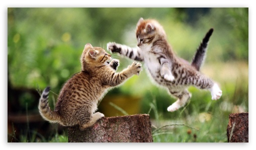 Kittens Play UltraHD Wallpaper for 8K UHD TV 16:9 Ultra High Definition 2160p 1440p 1080p 900p 720p ;